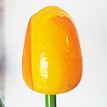 жълто-оранжево
