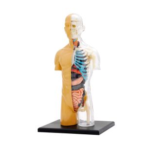 Thames and Kosmos | Анатомия Човешкото тяло