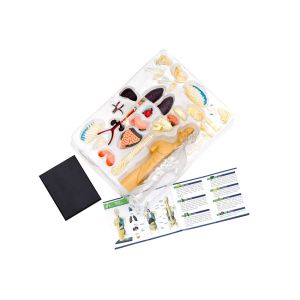 Thames and Kosmos | Анатомия Човешкото тяло